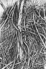 Countryside drawing - Thumbnail 7