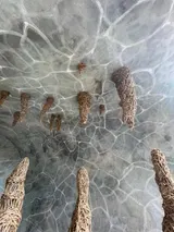 Les longs chemins de l'eau - Miniature 6