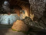 Exhibition “Etre vivant” - Thumbnail 5