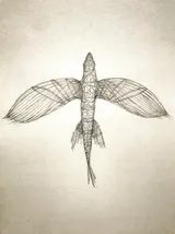Exocet - Thumbnail 2