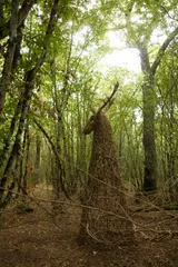The Spirit of the Forest - Thumbnail 4