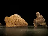 Protoforms - Thumbnail 2