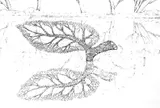 Preparatory drawings - Thumbnail 22