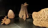 Vertebrae - Thumbnail 4
