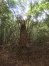 The Spirit of the Forest - Thumbnail 2